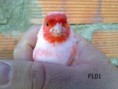 /album/fotogaleria-mis-pajaros/image-jpg1/