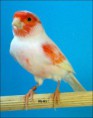 /album/fotogaleria-mis-pajaros/imagen1-jpg1/