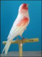 /album/fotogaleria-mis-pajaros/imagen19-jpg1/