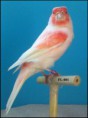/album/fotogaleria-mis-pajaros/imagen22-jpg1/