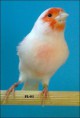 /album/fotogaleria-mis-pajaros/imagen37-1-jpg1/